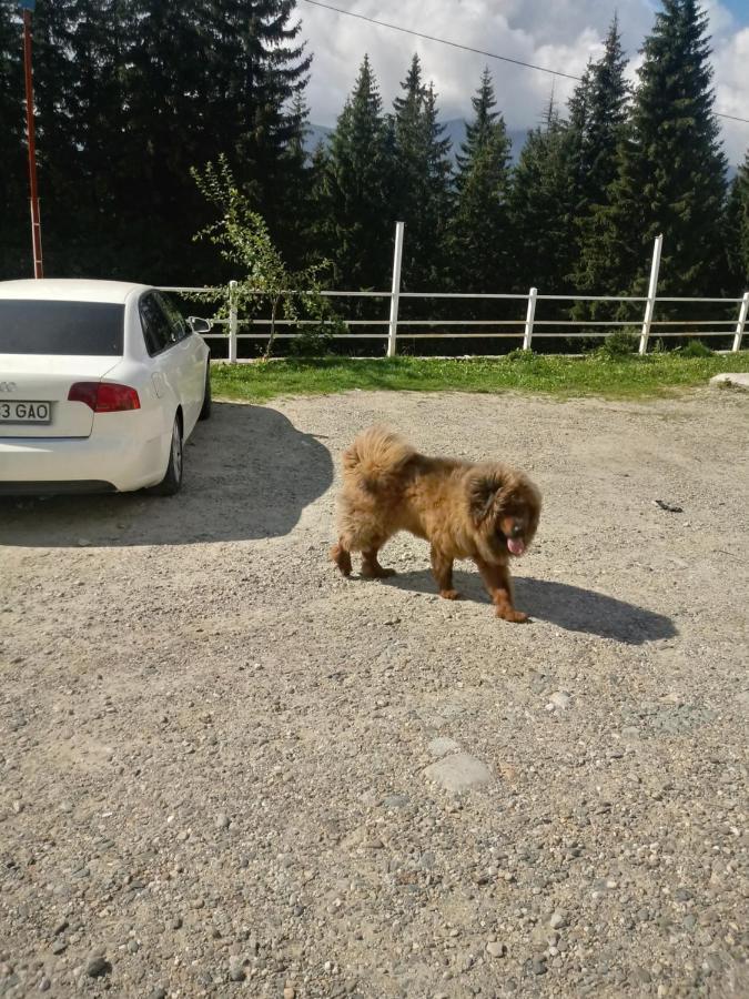 Cetina Hotel Ranca Luaran gambar